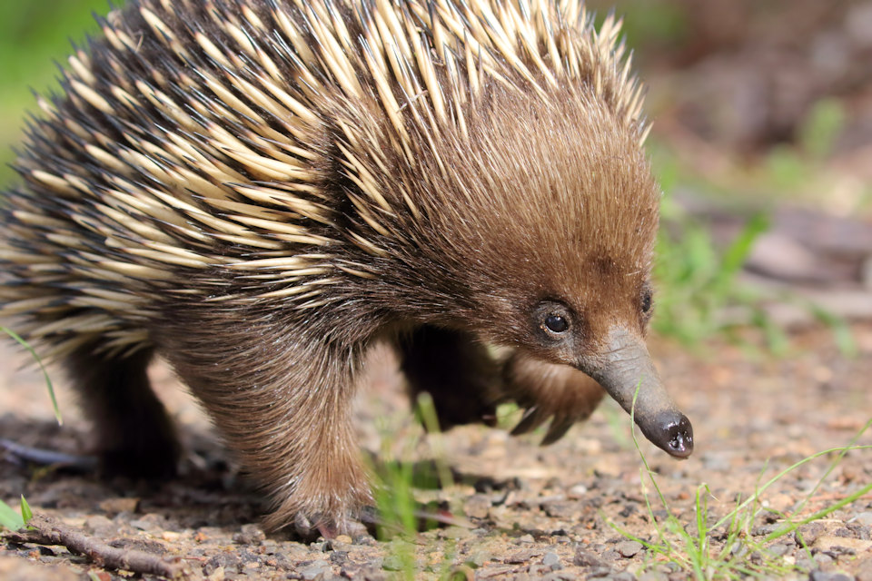 Short-beaked Echidna (Tachyglossus aculeatus)